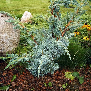 Можжевельник чешуйчатый Мейери (Juniperus squamata Meyeri) C5 40-45 см.