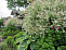 Ива цельнолистная Хакуро-Нишики (Salix integra 'Hakuro-nishiki') С3 40-60см
