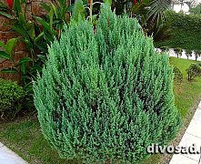 Можжевельник китайский Стрикта (Juniperus chin. Stricta) C2,5