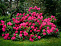 Рододендрон Нова Зембла (Rhododendron Nova Zembla) С10 50-60 см А