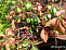 Виноград девичий пятилисточковый (Parthenocissus quinquefolia)