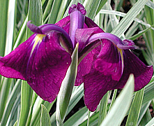 Ирис японский Вариегата (Iris ensata 'Variegata' )