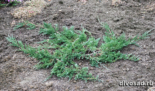 Можжевельник горизонтальный Вилтони (Juniperus hor. Wiltonii) C3 25-30 см А
