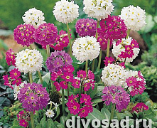 Примула мелкозубчатая (Primula denticulata ) 