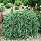 Можжевельник горизонтальный Вилтони (Juniperus hor. Wiltonii) C5 30-40 А