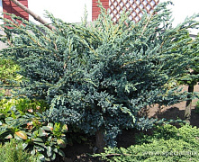 Можжевельник чешуйчатый Мейери (Juniperus squamata Meyeri) C3/С2  25-30 см А