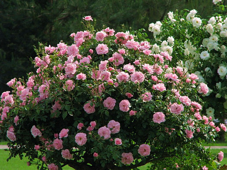 Роза парковая Розовая