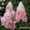 Гортензия метельчатая Пинк Леди (Hydrangea Hydrangea paniculata Pink Lady) 25-30 см