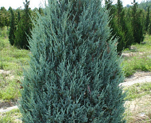 Можжевельник скальный Мунглоу (Juniperus scop. Moonglow) С5 60-80 см А