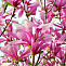 Магнолия Бетти (Magnolia Betty) С10 80-100см