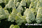 Гортензия метельчатая Полар Бир (Hydrangea paniculata Polar Bear) 25-30 см A