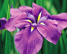 Ирис мечевидный Ройал Баннер (Iris ensata 'Royal Banner')С1\С3