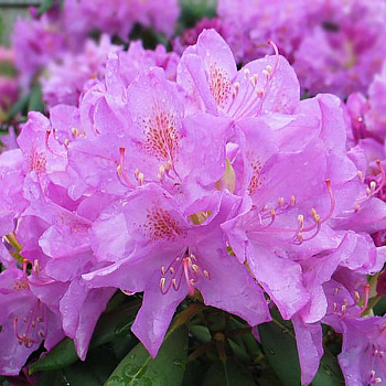 Рододендрон гибр. Розеум Элеганс (Rhododendron Roseum Elegans) С10 50-60см
