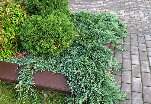 Можжевельник горизонтальный Вилтони (Juniperus hor. Wiltonii) C3 25-30 см А