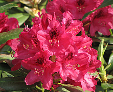 Рододендрон Нова Зембла (Rhododendron Nova Zembla) С10 50-60 см А
