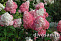 Гортензия метельчатая Ванилла Фрейз (Hydrangea paniculata Vanille Fraise) С3