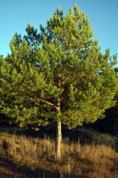 Сосна обыкновенная (Pinus sylvestris) 