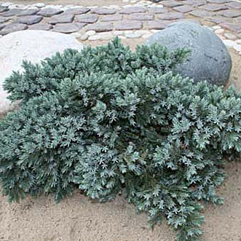 Можжевельник чешуйчатый Блю Стар (Juniperus squamata Blue Star) C5 25-30 cm.