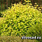 Пузыреплодник калинолистный Дартс Голд (Physocarpus opulifolius Dart's Gold) 30-50 см 2/3 вет. А