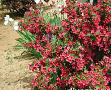 Вейгела цветущая Бристоль Руби (Weigela florida Bristol Ruby) 40-60 см 2/3 вет. А 