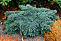 Можжевельник чешуйчатый Блю Стар (Juniperus squamata Blue Star) C5 25-30 cm.