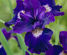 Ирис сибирский Ширлей Поуп (Iris sib. 'Shirley Pope)С1\С3