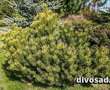 Сосна горная Офир (Pinus mugo Ofhir) С5 25-30