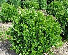 Самшит вечнозелёный (Buxus sempervirens) 20-25 А