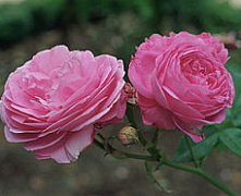 Роза бурбонская