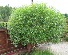 Ива ломкая, или ракита (Salix fragilis)60-90см 